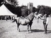 Horse Show 1906